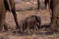 baby elephant