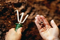 planting seeds by hand