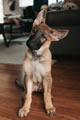 puzzled German shepherd pup